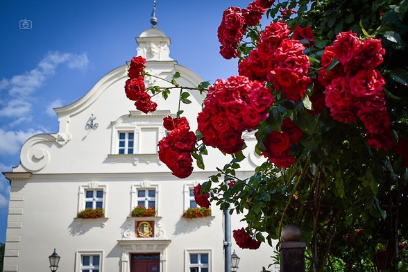 White Northern European baroque building and blue sky in background, in foreground a rosebush full of bright red blooms

Werder (Havel), 3 Jul 2021