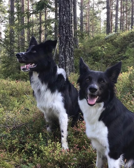 Two black-and-white border collies smiling in the woods