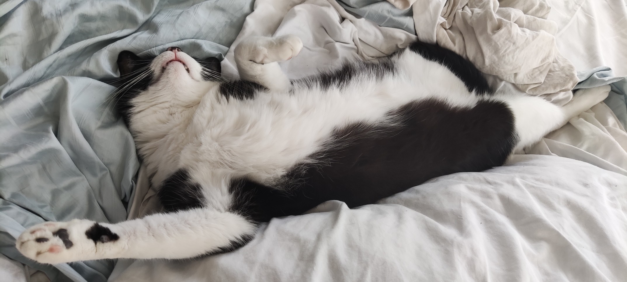 Eine faule Tuxedo-Katze chillt auf einem unordentlich Bett.