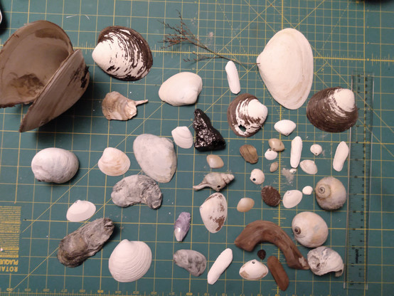 Array of sea shells and driftwood from  the east coast of Massachusetts. Some clams, some snails, some oysters, Various sizes, from a 5 inch clam pair to less than one inch shells. Various states of solid to some with holes or other decay issues. 

In the center is a shiny black rock, highlighted in the next photo.