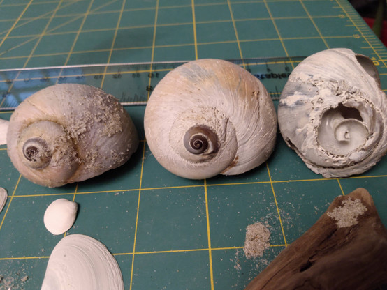 My personal favorites yesterday were these snail shells that are about 2+ inches wide. They have some of those perfectly increasing coil shapes, even the broken one which might be especially hand for print making. 