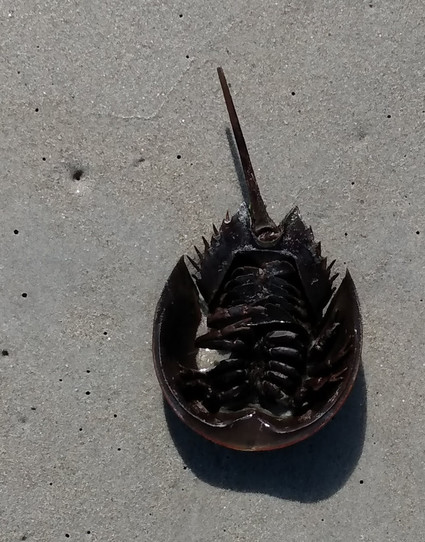 An overturned horseshoe crab, washed up to the high tide line on the sand. It was waving a leg, but not very actively.