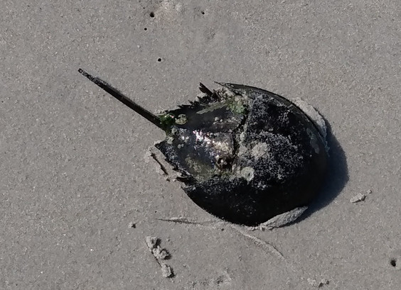 The same horseshoe crab turned right side up on the sand. But not in any hurry to move back towards the water. 