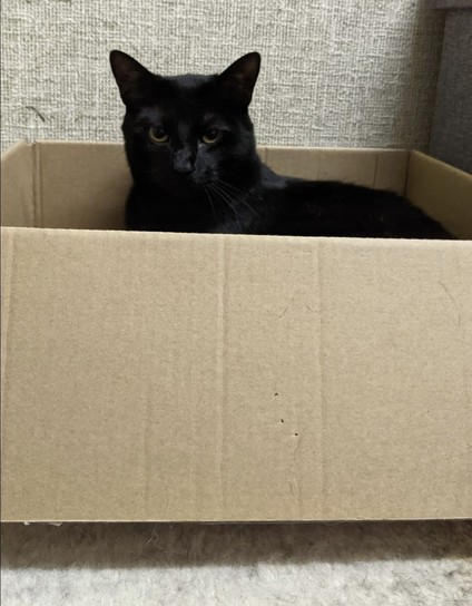 Black cat sitting in a cardboard box, looking black 