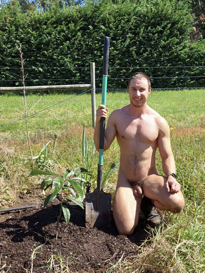 A naked man holding a shovel kneels next to a newly planted loquat tree, with a fence in the background.