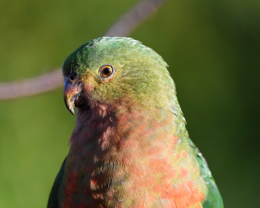 Close up head shot of a female King parrot. Her delicate featherage is beautifully articulated by the rising sun providing  contrast between light & dark.