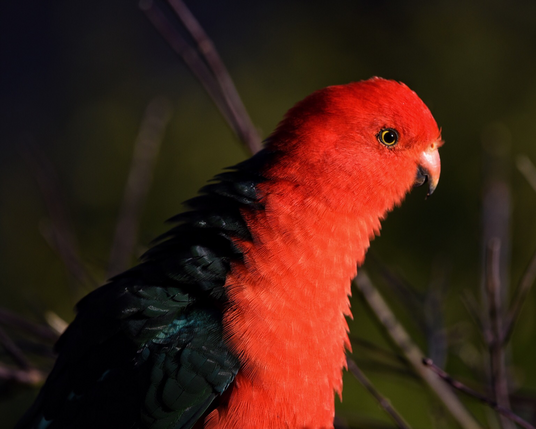 Close up of the male,!ing parrot,with his bright red head & body, black eye surrounded by a yellow ring, deep green wings.