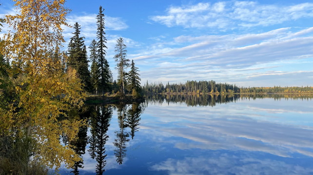 Ole's Lake in Alberta. Der blaue Himmel mit wenigen Schleierwolken spiegelt sich im See. An dessen Ufer hat es Fichten und farbige Pappeln im Herbstkleid