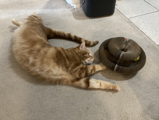 Ginger tabby playing with an accordion toy, curled upside down and belly up