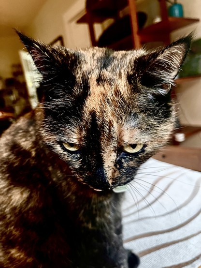 Tortoiseshell cat glowering to the camera.