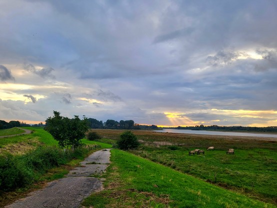 Landschaft mit Deich, grünen Wiesen, Pferden im Hintergrund, Fluß und Wolkenhimmel mit Abendsonnenstrahlen-Durchbruch