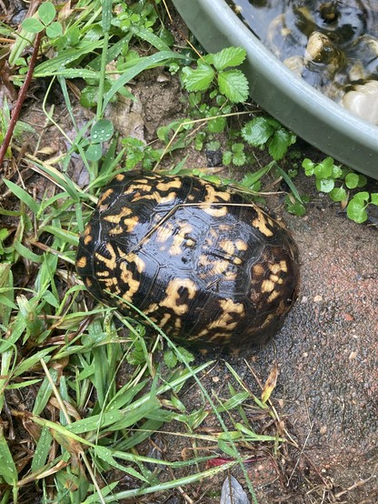 Gorgeous Eastern box turtle (US) with shiny black shell marked with glowing pale yellow spots that suggest sunlight filtered through leaves on a dark forest floor.