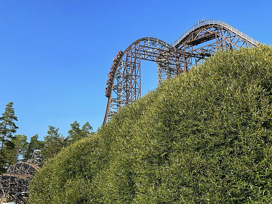 Wildfire roller coaster from ground level. Most of the image is lush greenery, the coaster is visible over the top. A train is descending the first drop. 