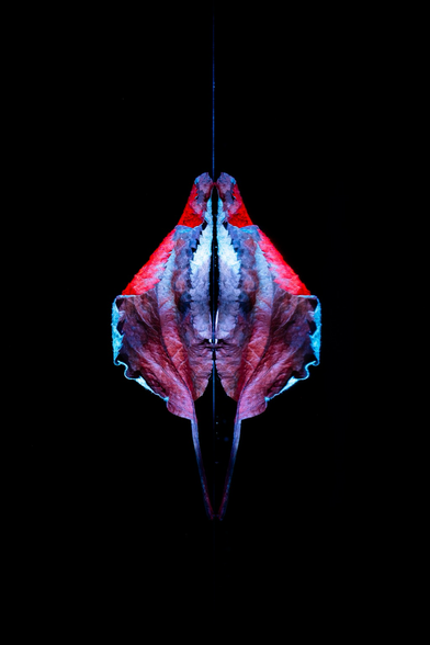 Leaf lightpainted with colors