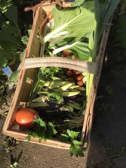 Ein großer Spankorb mit der Tagesernte an Bohnen, Pak Choi, Tomaten, Chili und Kräutern