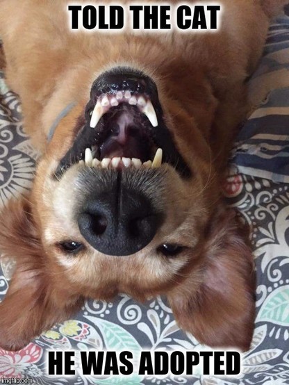 meme, dog face upside down laughing.
text: "Told the cat he was adopted"