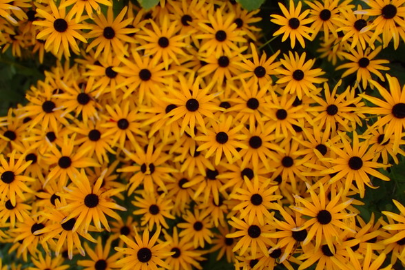 Dense image of yellow black eyed susans,  yellow flowers with pointy petals and black centers,  the flowers are at different heights so some are perfectly in focus while others are a bit out of focus