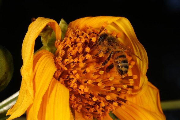 European honeybee covered in a thick dusting of orange-coloured pollen, climbing on a wilting orange-coloured flower