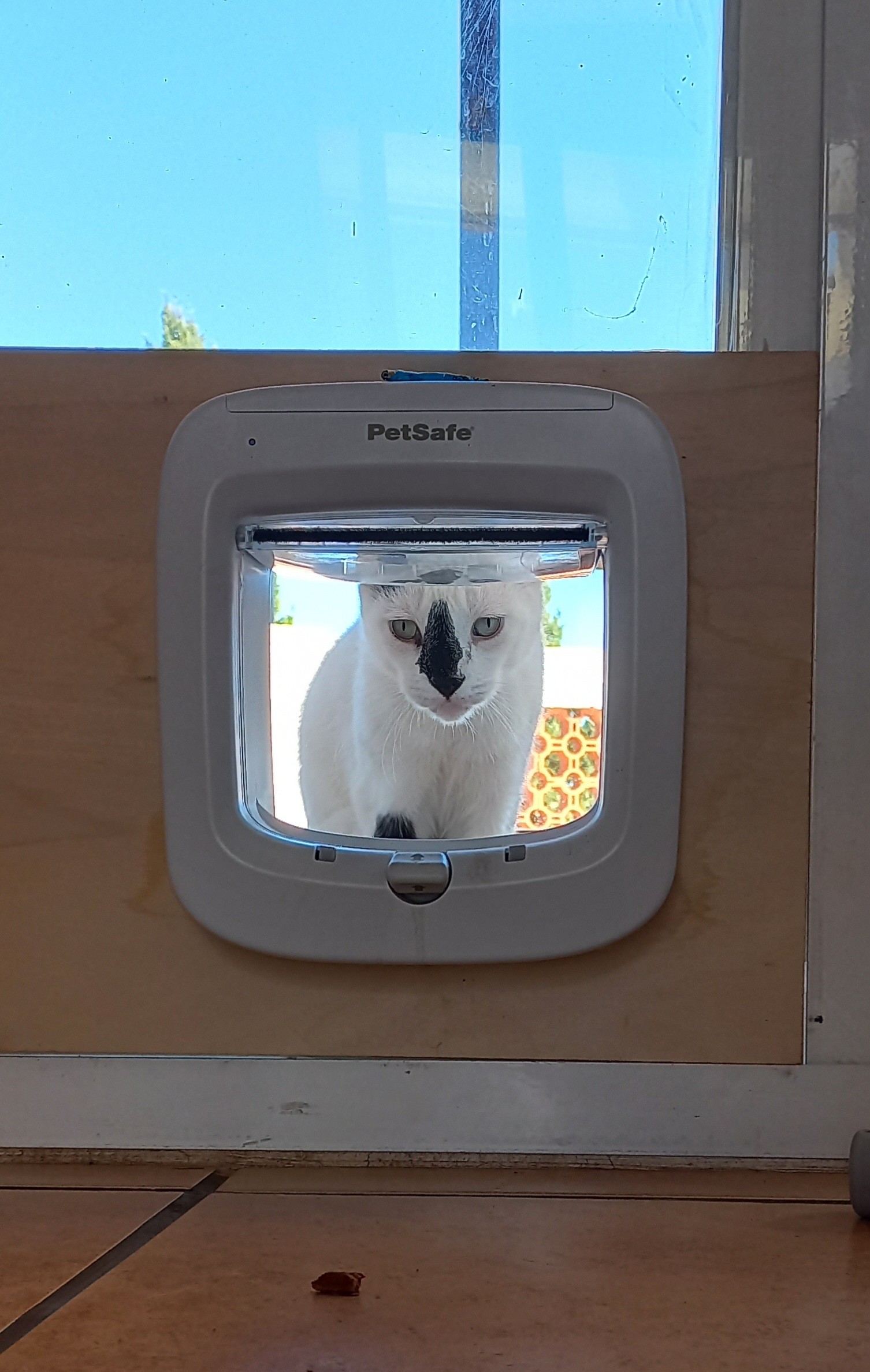 Cat sitting on the other side of a cat-flap and looking through the opening.