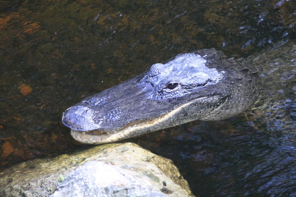 Alligaotr sticking head out of water, mouth slightly open and showing teeth