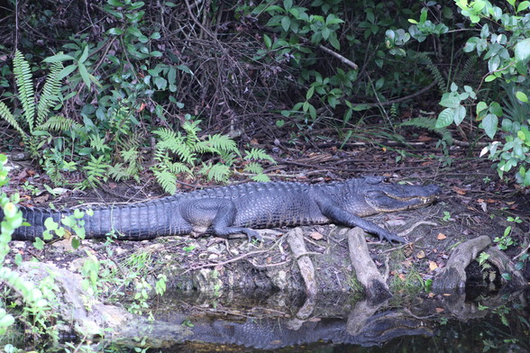 Alligator chilling on the side of the water with teeth visible. You can see its reflection on the water. 