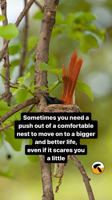Sometimes you need a push out of a comfortable nest to move on to a bigger and better life, even if it scares you a little, initially