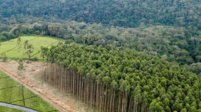 Des plantations, milieux pauvres sans biodiversité