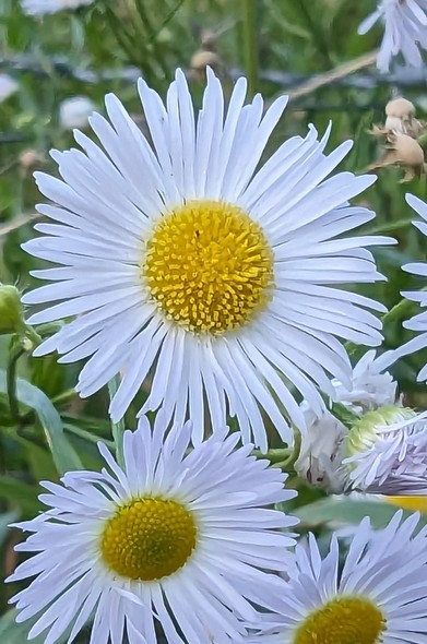 Nahaufnahme von zwei kleinen Wiesenblumen, welche ein bisschen den Gänseblümchen ähneln.
Außen haben sie sehr schmale weiße Blütenblätter, welche sich um eine gelbe Mitte reihen.