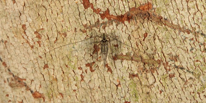Dorsal shot of a Psocodea centred with its antennae (approximately double body length) stretched out to either side, standing on a tree trunk
