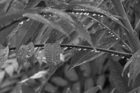 detail for social media sharing because I can't share the full size without crashing the systems

Tree of Heaven (INVASIVE PIECE OF SHIT) with raindrops

ƒ 5.60
1/500s
ISO 3200 (it was dark and needed a faster shutter speed)
EV -1.00 (yeah I don't like blowing out the highlights
53mm Focal Length (81mm in #35mmFilm)