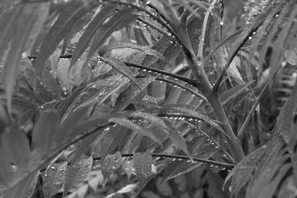 Tree of Heaven (INVASIVE PIECE OF SHIT) with raindrops

ƒ 5.60
1/500s
ISO 3200 (it was dark and needed a faster shutter speed)
EV -1.00 (yeah I don't like blowing out the highlights
53mm Focal Length (81mm in #35mmFilm)