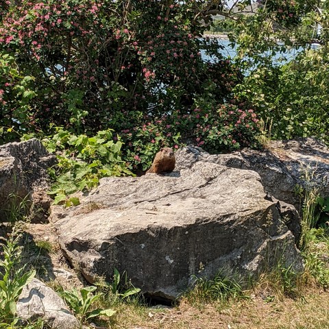 A short, hairy, four legged gentleman standing proudly on top of a boulder, framed by flowering bushes. The gentleman's name is unknown. 
