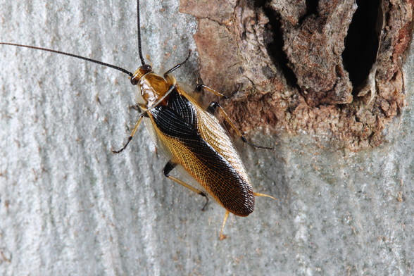Dorsal shot of a yellow cockroach with a longitudinal black stripe down its wings, standing on a tree trunk.
