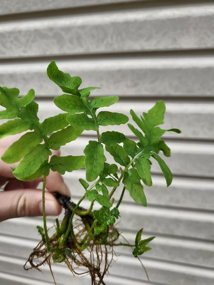 Sensitive fern cutting with new growth