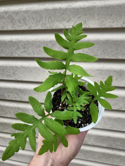 Sensitive fern cutting newly planted, top view.