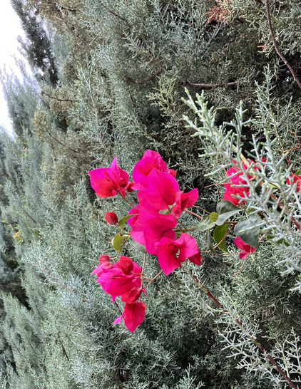 Pink bougainvillea on a background of a cypress bush, with a bit of cloudy sky in a corner. 