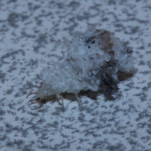 A pale green lacewing with white, black, and grey fibres adhered to its back, standing on a patterned white or grey surface rendering it difficult to see.