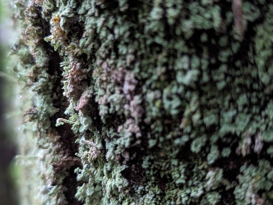 Lichen growing on a forest stump