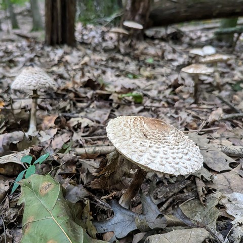 Parasols, over half a dozen in view, have exploded over this section of the dunes.  The caps are scaled and vary in shape from bell shaped to nearly flat but still barely concave.  The ground is thick with loud, crunchy oak leaves