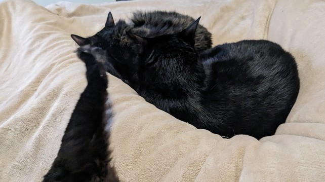 Two black cats sleeping on my bed, the paw of a third one visible mid-stretch 