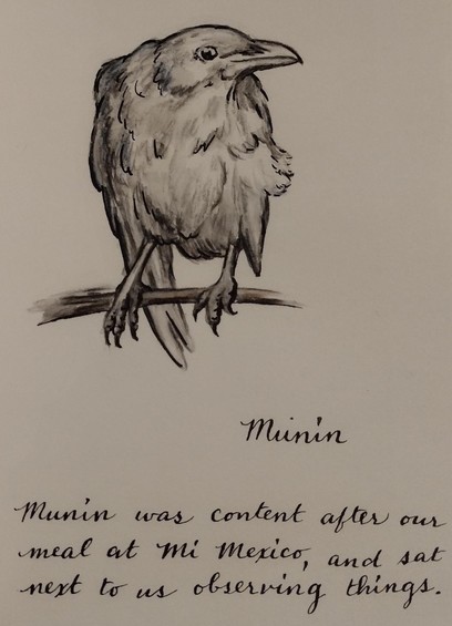 Pen and watercolor sketch of my raven Munin When she was about 12 weeks old, with the text "Munin was content after our meal at Mi Mexico, and sat next to us observing things."