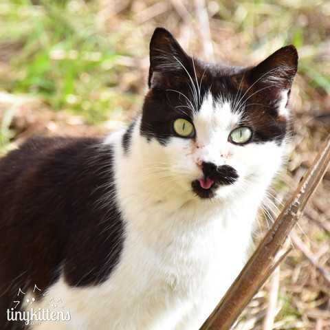 Photo of Elmont, a 10-year-old black-and-white tuxedo cat with a pretty face and golden eyes. He has the tip of his tongue hanging out of his mouth and is looking directly at the camera, sitting among some brambles and bushes on a rural property in B.C. Canada.