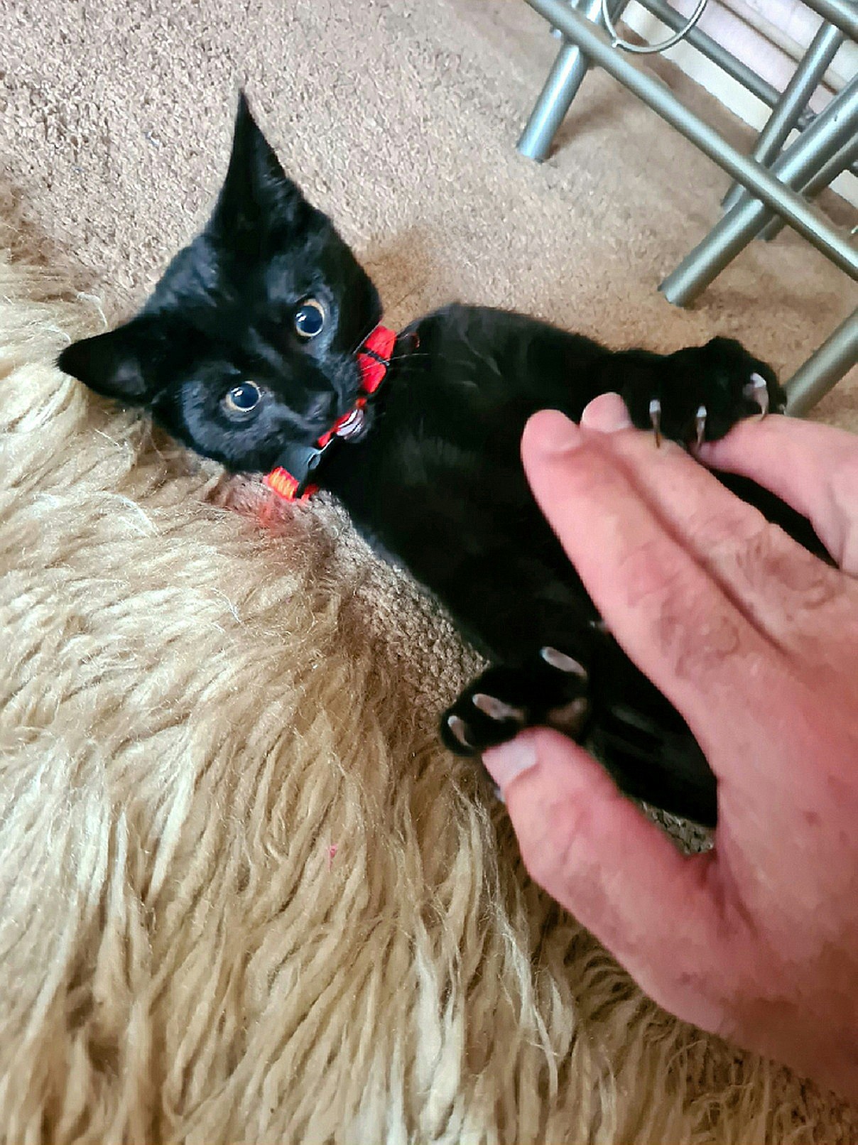 Step 1. A tiny black kitten, not much larger than my hand, lies on his back & playfully grabs my fingers with his tiny claws out.
