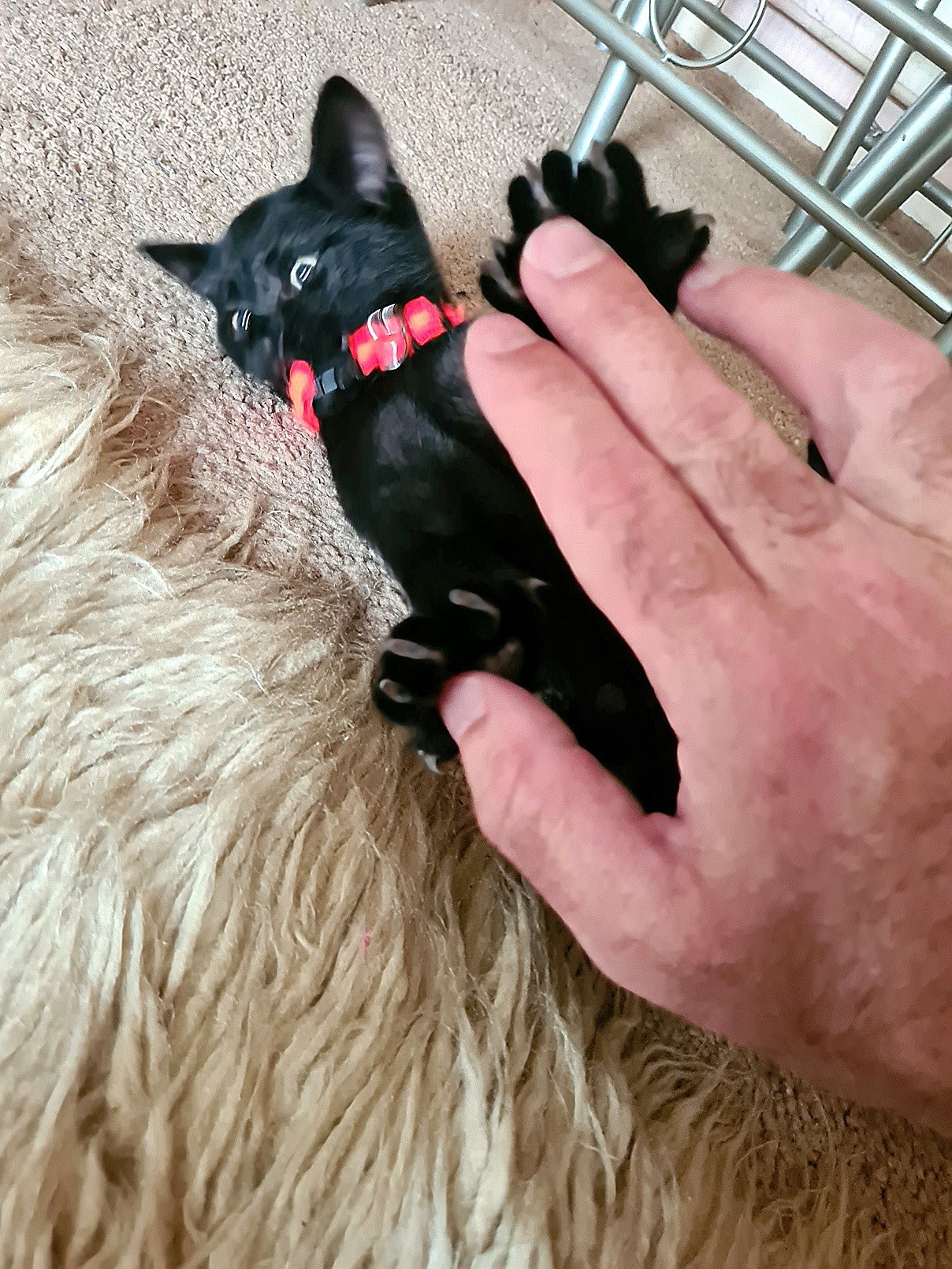 Step 2. Tiny black kitten is slightly blurred due to his motion in the photo as he playfully wriggles around and grabs my fingers.