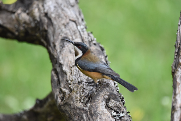 Tiny little Eastern spinebill posing nicely on a dead tree. Red eyes, long hummingbird-like beak, black head, white flash under the chin, chestnut brown throat & fuselage with brown/black wings describes this delicate little birb