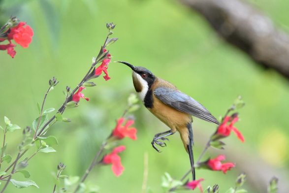 Here the spinebill is snap frozen by a fast shutter speed as it hoovers nectar from a red salvia plant. Its hovering abilities are legendary and this shot captures it well
