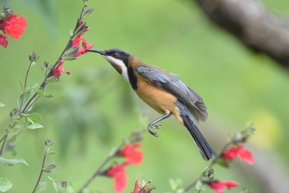 Again, the Spinebill is hovering in mid air & this time, it has its beak extended into the Salvia flowering bright red fit it to harvest. 