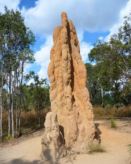 Termite Mounds in Australia
