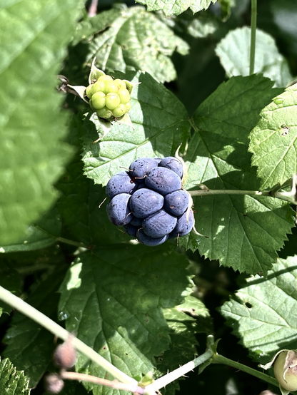 blackberry on the vine