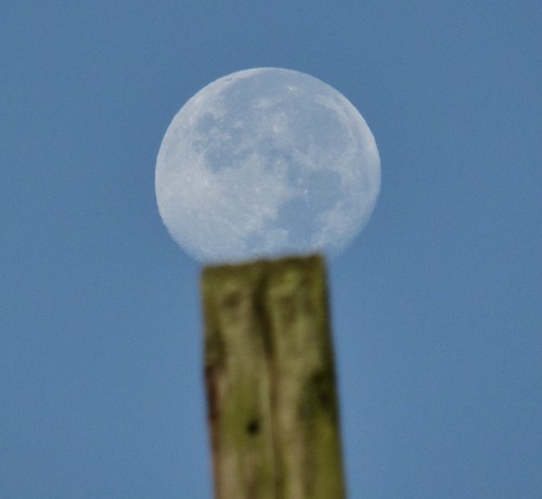 The top of a telephone pole out of focus and as if slightly deflated and sitting on top of it a mostly-full moon, picture take in daytime against a blue sky